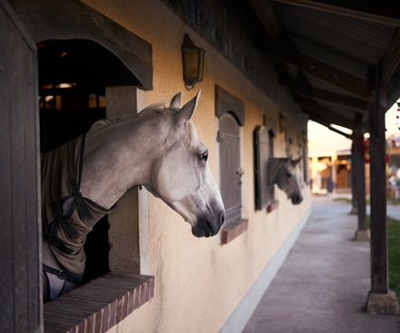 Horse Riding