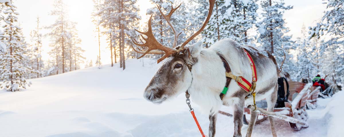 coach trips to lapland uk