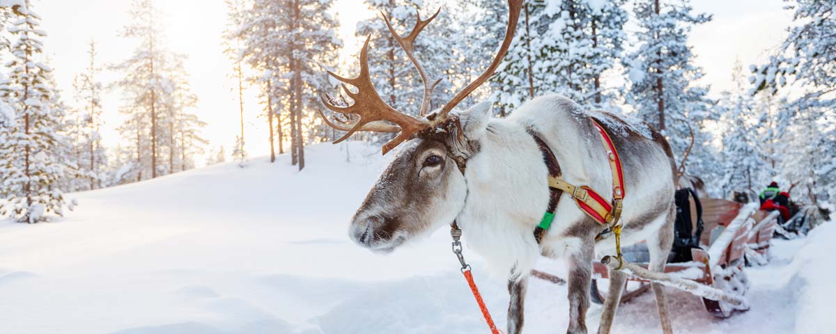 day trips to lapland from leeds bradford airport