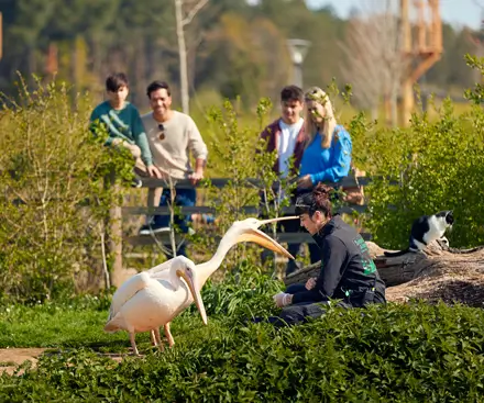 Animal Observatory