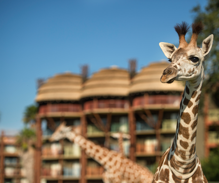 King Bed Savanna View Room