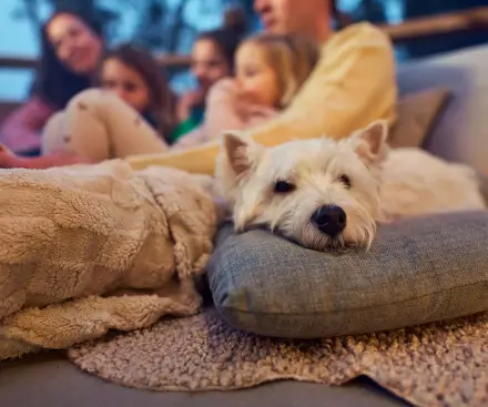 Pets go FREE! Pets go FREE!