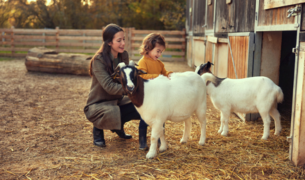 Animal Care Animal Care